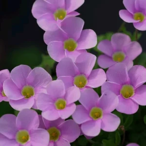 Oxalis Sky Blue Flower Bulbs - Early Flowering Plant in Fall - Image 4