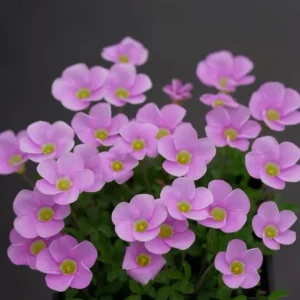 Oxalis Sky Blue Flower Bulbs - Early Flowering Plant in Fall - Image 5