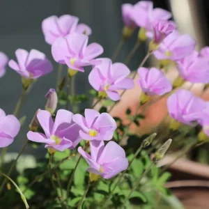 Oxalis Sky Blue Flower Bulbs - Early Flowering Plant in Fall - Image 6