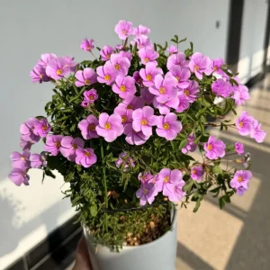 Oxalis Sky Blue Flower Bulbs - Early Flowering Plant in Fall - Image 7