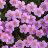 Oxalis Sky Blue Flower Bulbs - Early Flowering Plant in Fall - Image 1