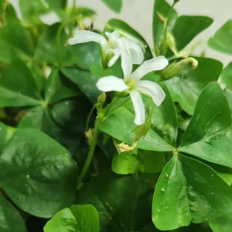 Oxalis Triangularis Live Plant - Green Shamrock Houseplant in 4in Pot - Image 2