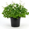 Oxalis Triangularis Live Plant - Green Shamrock Houseplant in 4in Pot - Image 1