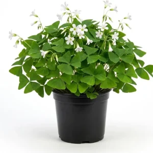 Oxalis Triangularis Live Plant - Green Shamrock Houseplant in 4in Pot - Image 1