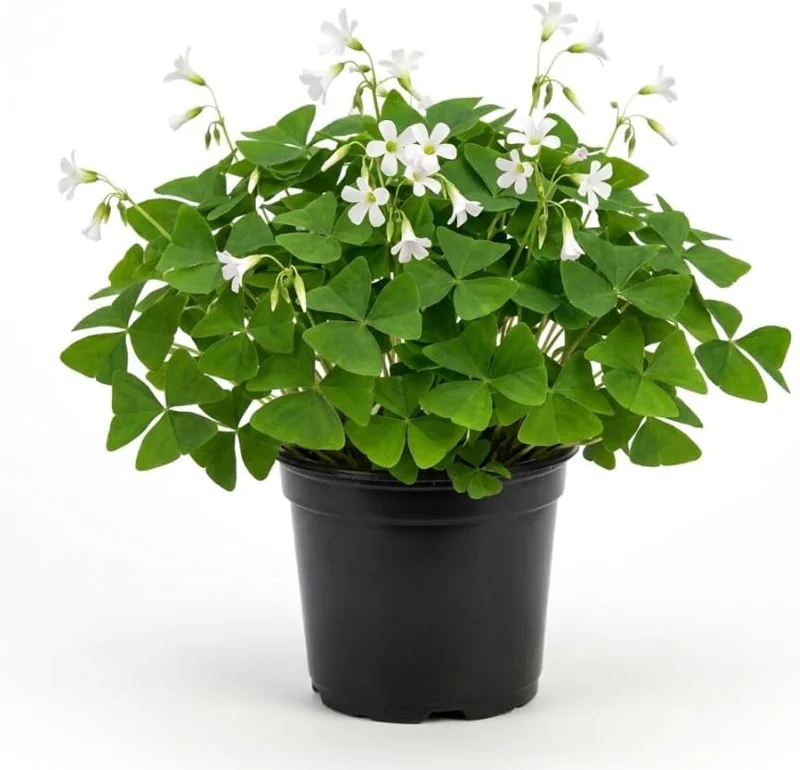 Oxalis Triangularis Live Plant - Green Shamrock Houseplant in 4in Pot - Image 1