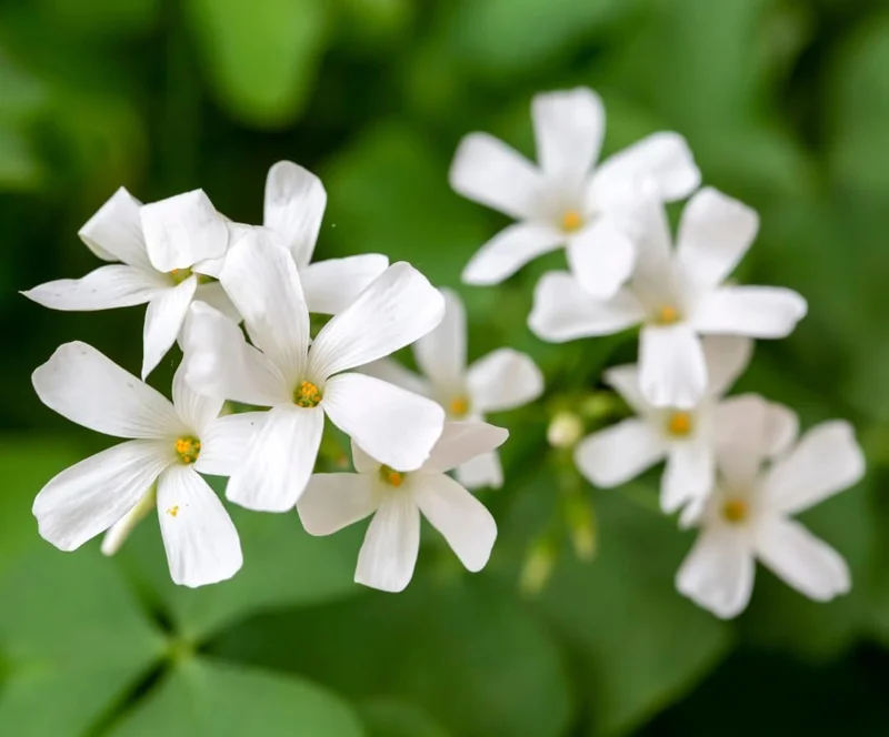 Oxalis Triangularis Live Plant - Green Shamrock Houseplant in 4in Pot - Image 4