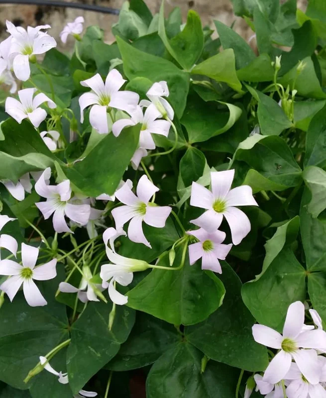 Oxalis Triangularis Live Plant - Green Shamrock Houseplant in 4in Pot - Image 5