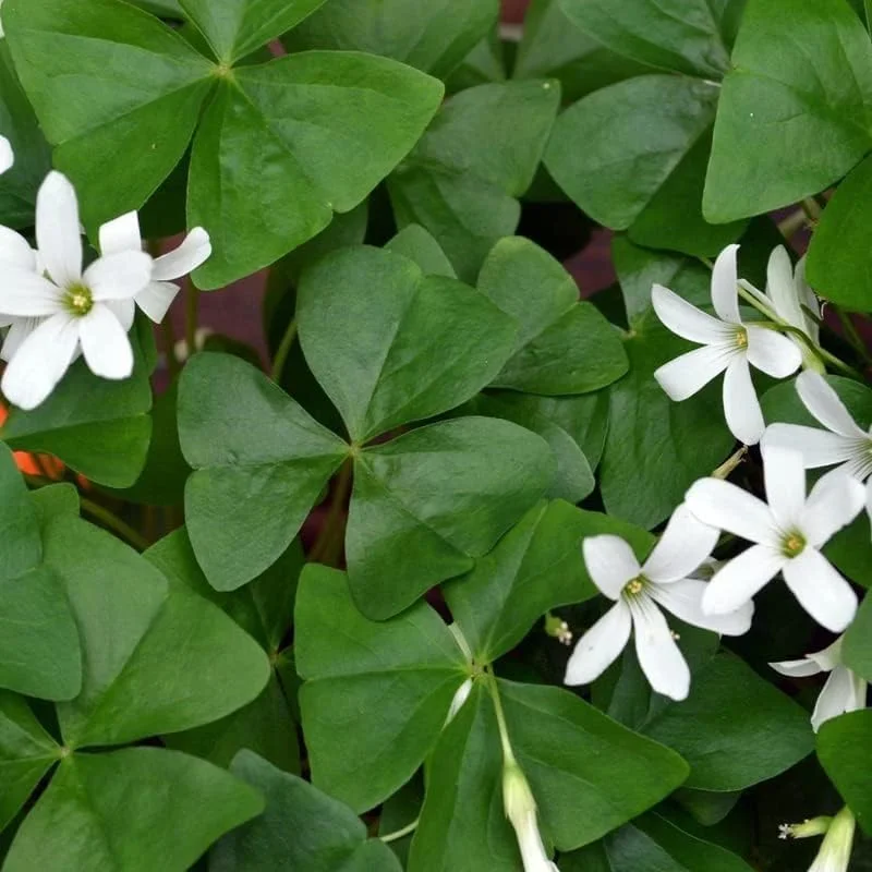 Oxalis Triangularis Live Plant - Green Shamrock Houseplant in 4in Pot - Image 6