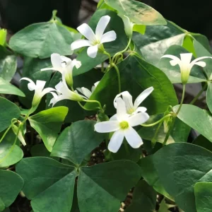 Oxalis Triangularis Live Plant - Green Shamrock Houseplant in 4in Pot - Image 7