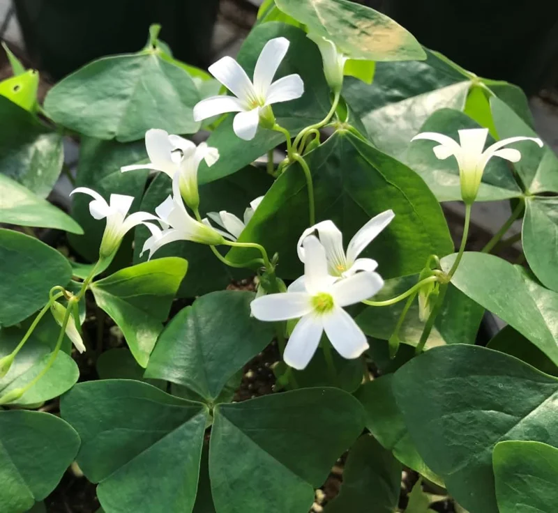 Oxalis Triangularis Live Plant - Green Shamrock Houseplant in 4in Pot - Image 7