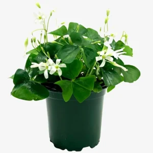 Oxalis Triangularis Live Plant - Green Shamrock Perennial Houseplant in 4-inch Pot - Image 3