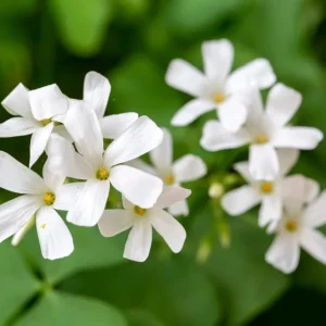 Oxalis Triangularis Live Plant - Green Shamrock Perennial Houseplant in 4-inch Pot - Image 5