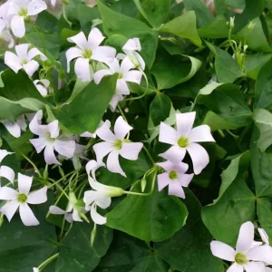 Oxalis Triangularis Live Plant - Green Shamrock Perennial Houseplant in 4-inch Pot - Image 6