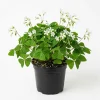 Oxalis Triangularis Live Plant - Green Shamrock Perennial Houseplant in 4-inch Pot - Image 1