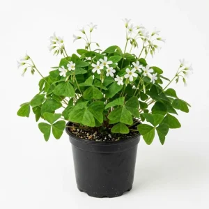 Oxalis Triangularis Live Plant - Green Shamrock Perennial Houseplant in 4-inch Pot - Image 1