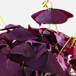 Oxalis Triangularis Live Plant - Purple Shamrock, 4-inch Pot, Indoor Outdoor Perennial - Image 2