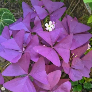Oxalis Triangularis Live Plant - Purple Shamrock, 4-inch Pot, Indoor Outdoor Perennial - Image 4