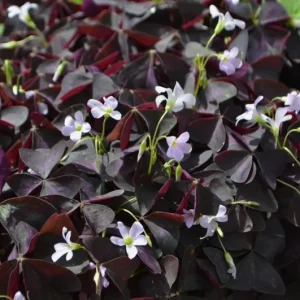 Oxalis Triangularis Live Plant - Purple Shamrock, 4-inch Pot, Indoor Outdoor Perennial - Image 5