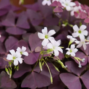 Oxalis Triangularis Live Plant - Purple Shamrock, 4-inch Pot, Indoor Outdoor Perennial - Image 6