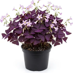 Oxalis Triangularis Live Plant - Purple Shamrock, 4-inch Pot, Indoor Outdoor Perennial - Image 1