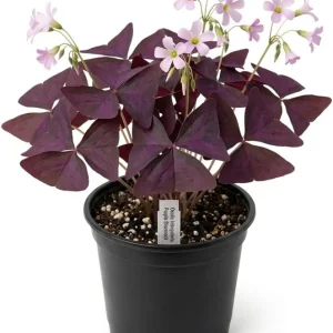 Oxalis Triangularis Live Plant - Purple Shamrock in 4-inch Pot, Indoor/Outdoor - Image 4