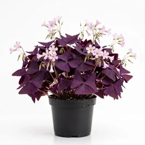 Oxalis Triangularis Live Plant - Purple Shamrock in 4-inch Pot, Indoor/Outdoor - Image 1