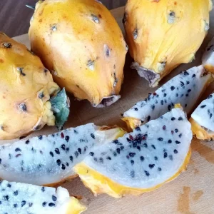 Palora Yellow Dragon Fruit Cutting - Live Cacti Succulent - 1 Matured Cutting - Outdoor Edible Plant - Image 4