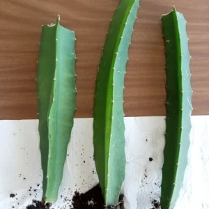 Palora Yellow Dragon Fruit Cutting - Live Cacti Succulent - 1 Matured Cutting - Outdoor Edible Plant - Image 8