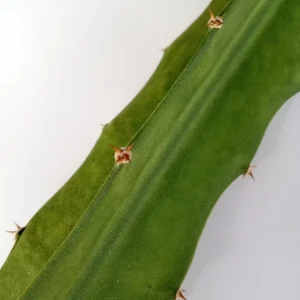 Palora Yellow Dragon Fruit Cutting - Live Cacti Succulent - 1 Matured Cutting - Outdoor Edible Plant - Image 9