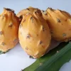 Palora Yellow Dragon Fruit Cutting - Live Cacti Succulent - 1 Matured Cutting - Outdoor Edible Plant - Image 1
