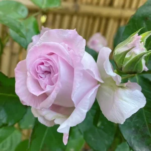 Patchouli Live Plant - 1 Gallon Pot - Rare Rose Flower Scented Herb - Image 2