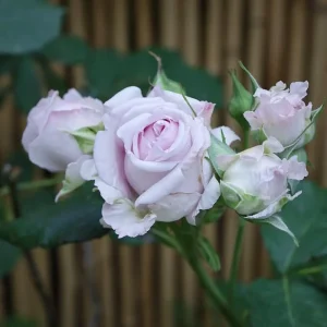 Patchouli Live Plant - 1 Gallon Pot - Rare Rose Flower Scented Herb - Image 3