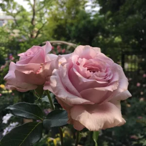 Patchouli Live Plant - 1 Gallon Pot - Rare Rose Flower Scented Herb - Image 4