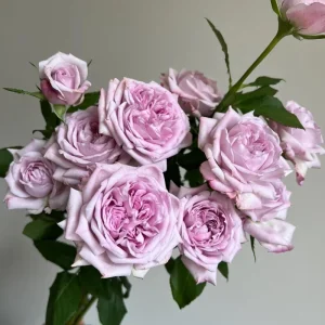 Patchouli Live Plant - 1 Gallon Pot - Rare Rose Flower Scented Herb - Image 5