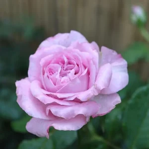 Patchouli Live Plant - 1 Gallon Pot - Rare Rose Flower Scented Herb - Image 6