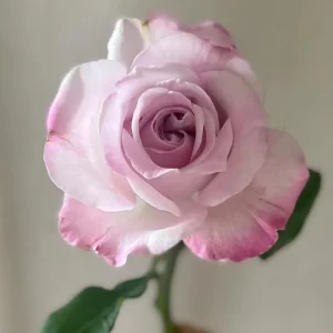 Patchouli Live Plant - 1 Gallon Pot - Rare Rose Flower Scented Herb - Image 1