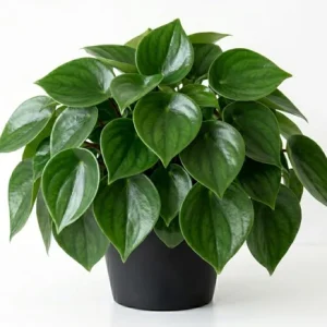Peperomia Live Plant Variety - Tropical Houseplant, 4 Inch Pot, Indoor - Image 2