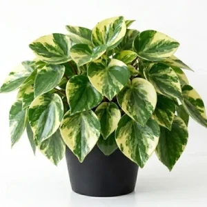 Peperomia Live Plant Variety - Tropical Houseplant, 4 Inch Pot, Indoor - Image 3