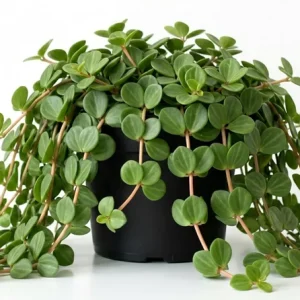 Peperomia Live Plant Variety - Tropical Houseplant, 4 Inch Pot, Indoor - Image 4