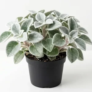 Peperomia Live Plant Variety - Tropical Houseplant, 4 Inch Pot, Indoor - Image 5