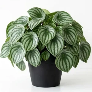 Peperomia Live Plant Variety - Tropical Houseplant, 4 Inch Pot, Indoor - Image 6