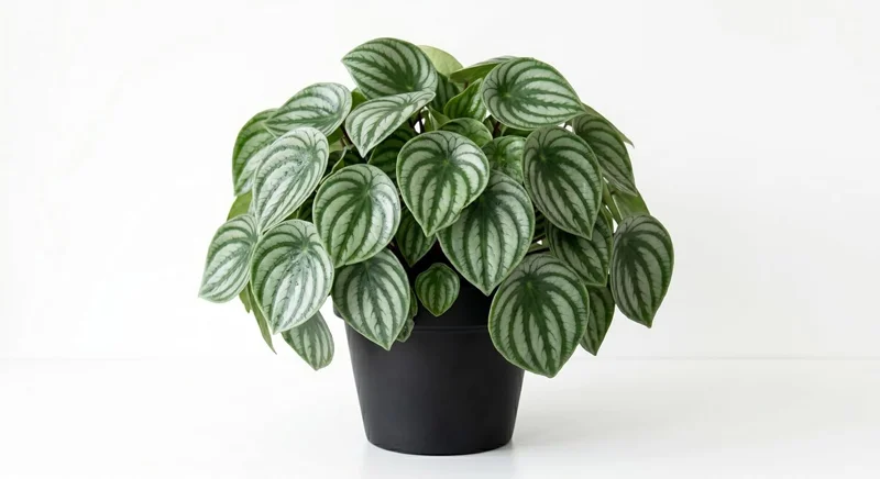 Peperomia Live Plant Variety - Tropical Houseplant, 4 Inch Pot, Indoor - Image 6