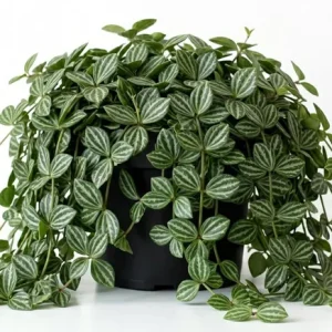 Peperomia Live Plant Variety - Tropical Houseplant, 4 Inch Pot, Indoor - Image 1