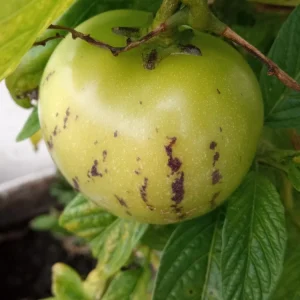 Pepino Melon Live Plant – Solanum muricatum Golden Sweet Ginseng Fruit – 1 Rooted Starter Plant – Outdoor - Image 10