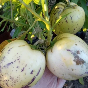 Pepino Melon Live Plant – Solanum muricatum Golden Sweet Ginseng Fruit – 1 Rooted Starter Plant – Outdoor - Image 11