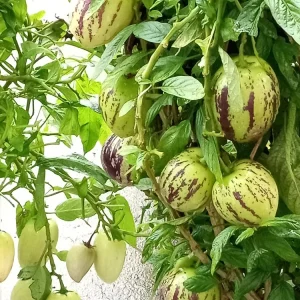 Pepino Melon Live Plant – Solanum muricatum Golden Sweet Ginseng Fruit – 1 Rooted Starter Plant – Outdoor - Image 12