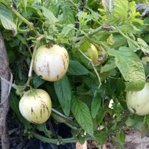 Pepino Melon Live Plant – Solanum muricatum Golden Sweet Ginseng Fruit – 1 Rooted Starter Plant – Outdoor - Image 13