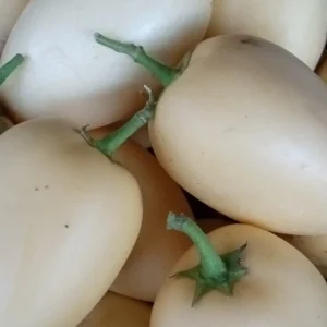 Pepino Melon Live Plant – Solanum muricatum Golden Sweet Ginseng Fruit – 1 Rooted Starter Plant – Outdoor - Image 14