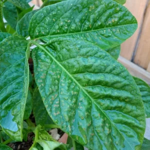 Pepino Melon Live Plant – Solanum muricatum Golden Sweet Ginseng Fruit – 1 Rooted Starter Plant – Outdoor - Image 15