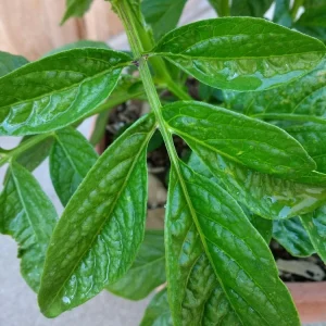 Pepino Melon Live Plant – Solanum muricatum Golden Sweet Ginseng Fruit – 1 Rooted Starter Plant – Outdoor - Image 16